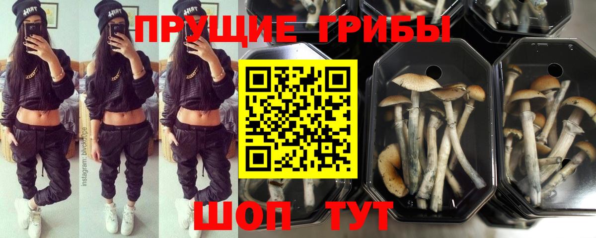 Псилоцибиновые грибы GOLDEN TEACHER Вятские Поляны